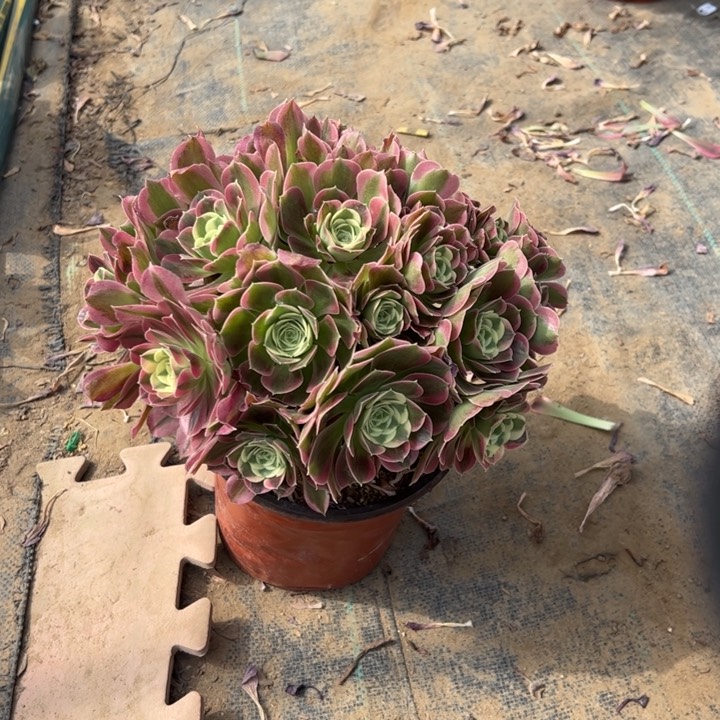 7白凤多肉多肉多肉多肉