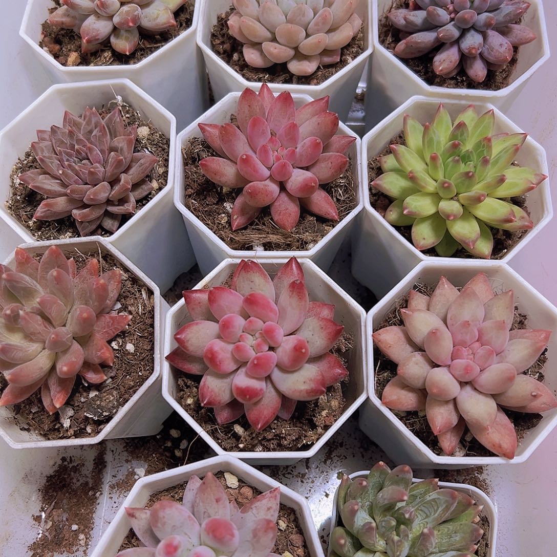 美人系组合11颗白盆