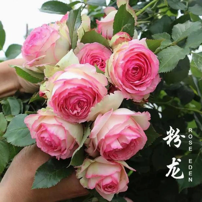 1.2米-1.4米藤本粉色龙沙宝石 仙气十足 爬藤月季花苗