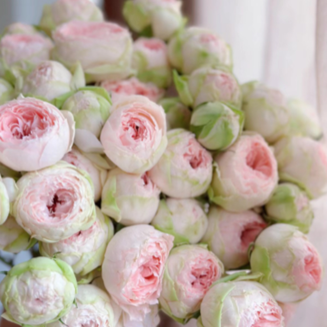  10枝多头 宝贝变色龙泡泡 云南基地直发 任意两单起发