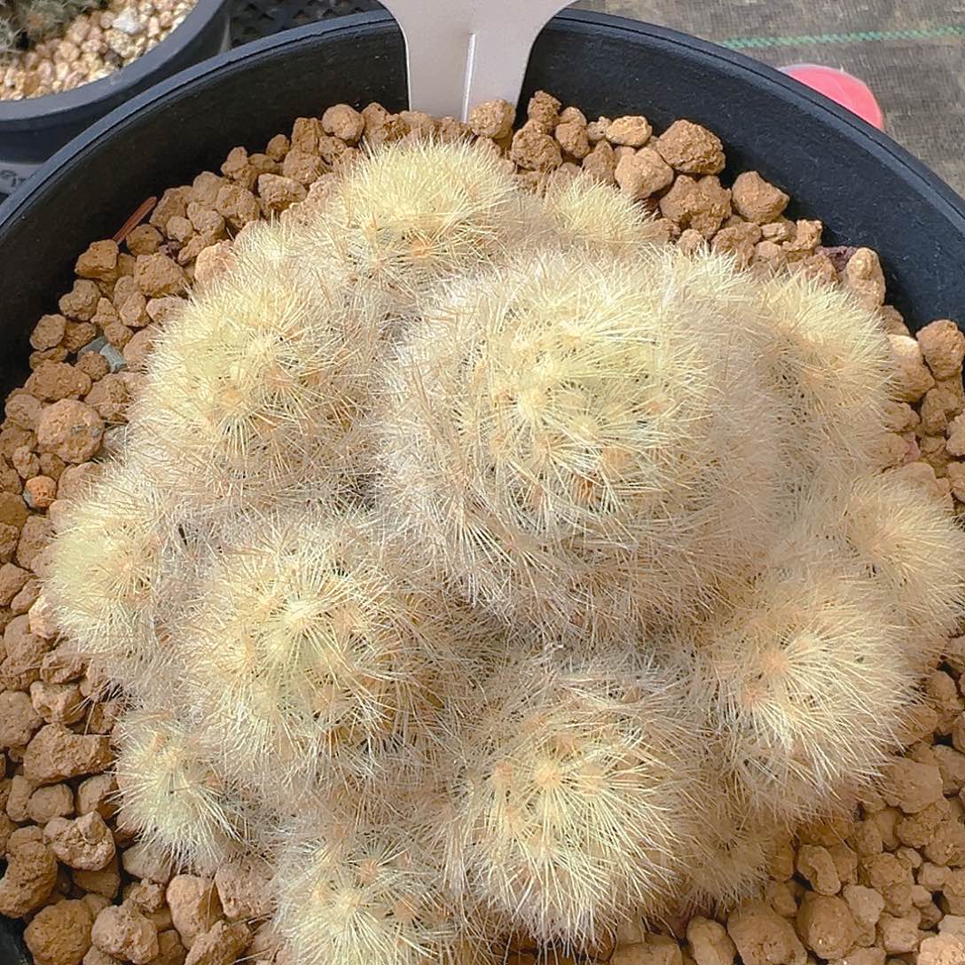 7317嘉文实生裸根发货