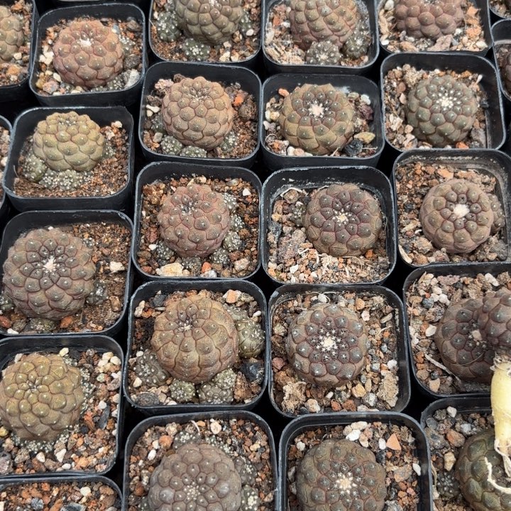 完全开放蜥蜴皮皮实好养