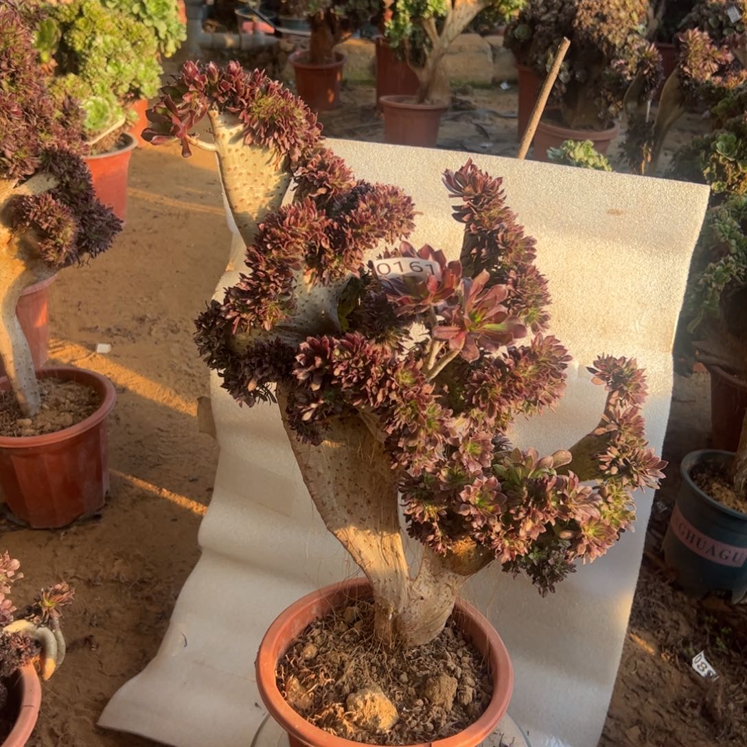 有伤黑缀161高度47厘米