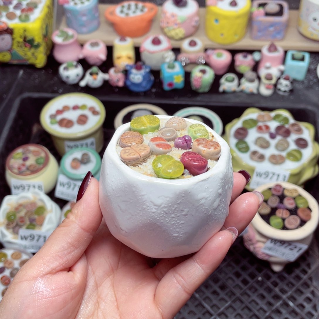 w9724 带盆土发货-零下地区拍保温箱