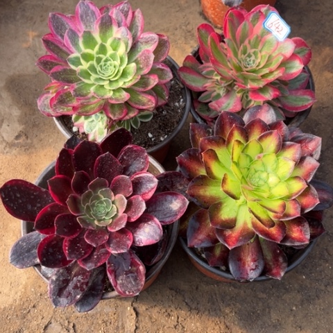 642多肉植物组合