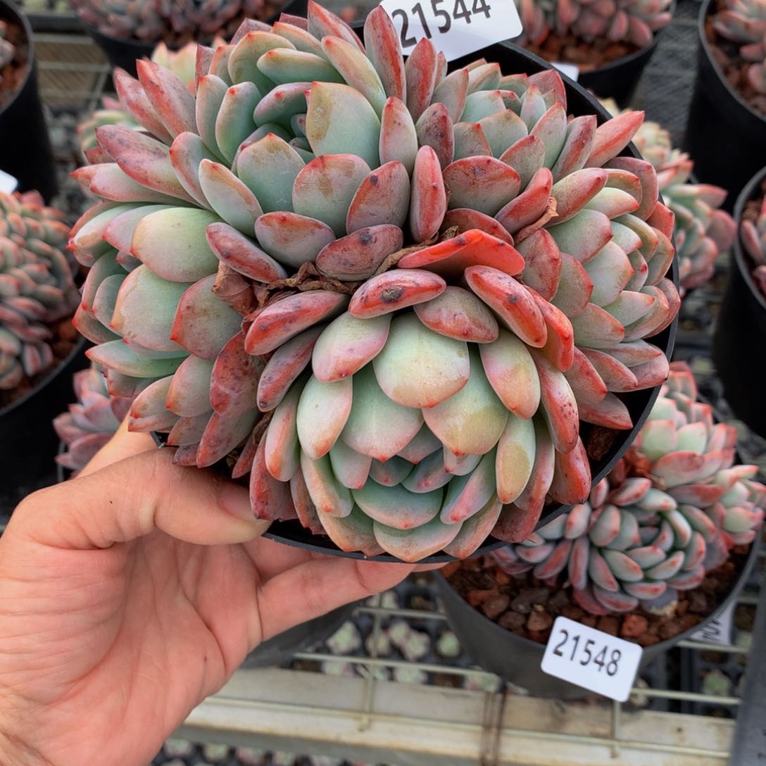 21544多头三年时间被