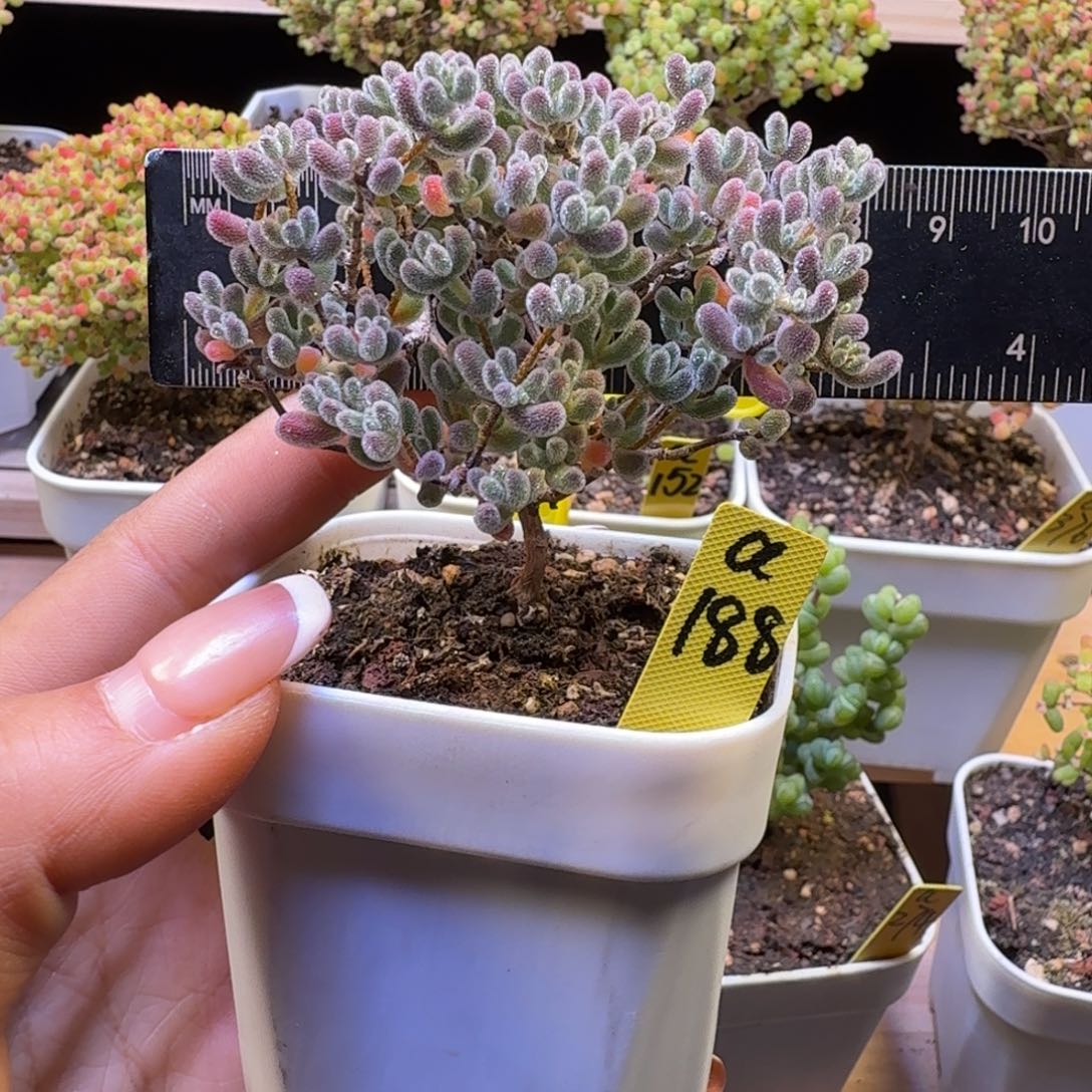 a188号冰晶冠服7厘米左右