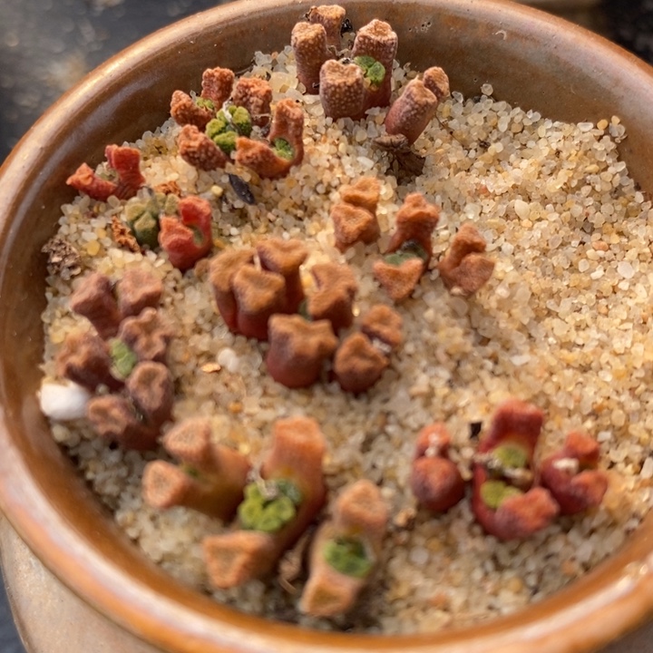 三头火柴头一颗买3送1