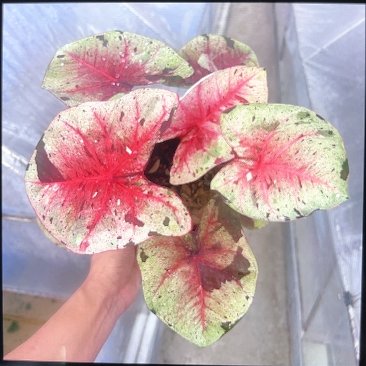 104-0212达摩彩叶芋泰国发货