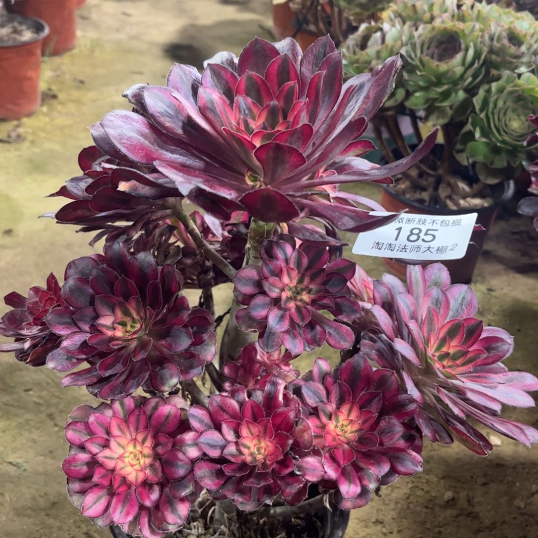 185香奈儿多肉植物法师