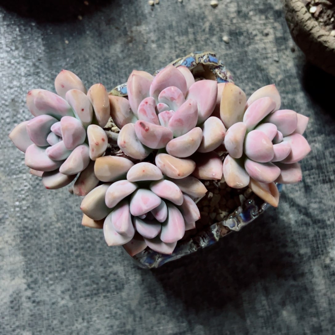 奥普自然群多肉植物