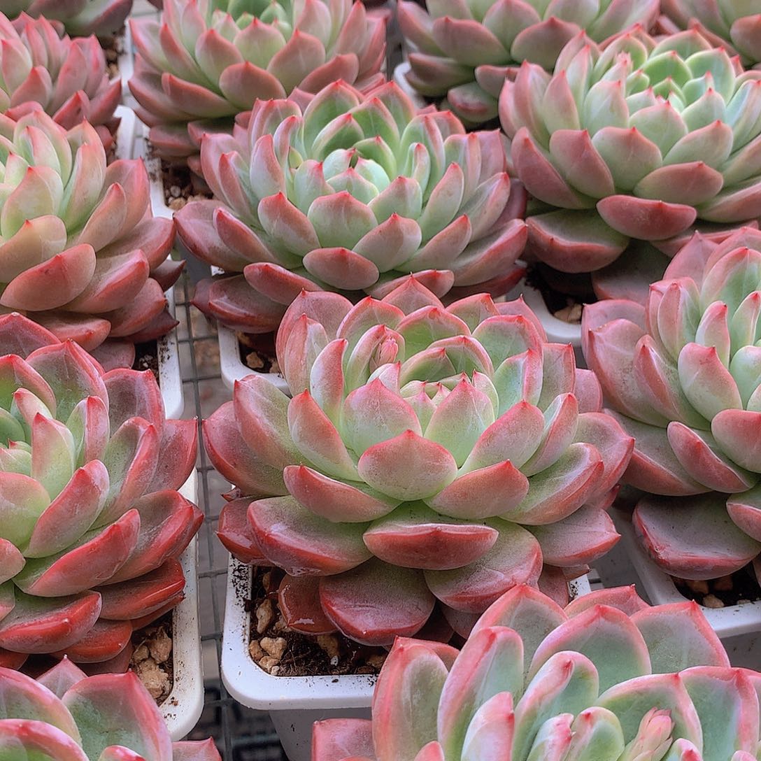 大号红鸾4567889900000