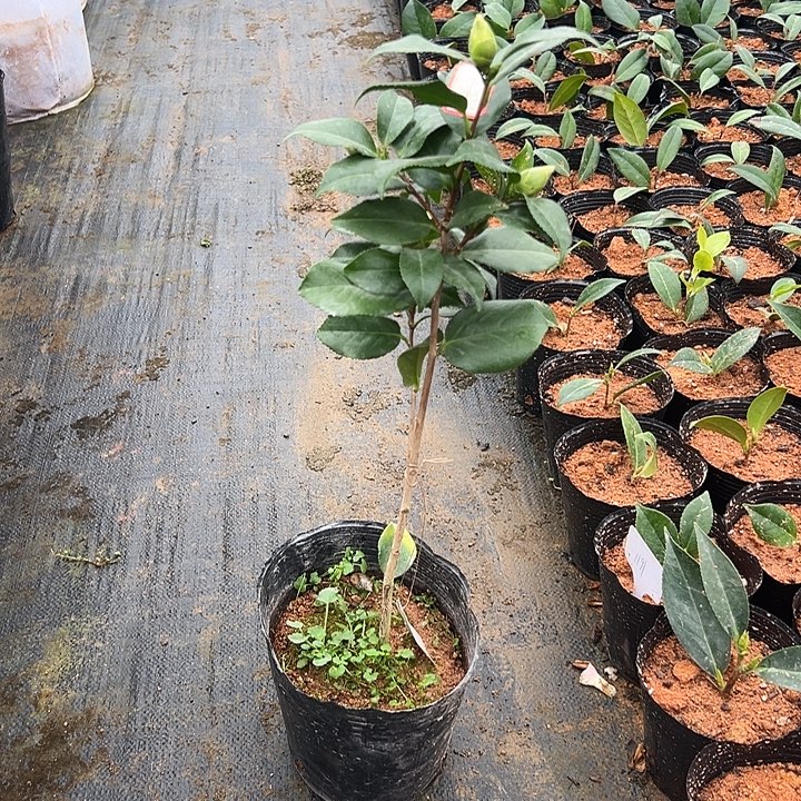 大部分花苞少量开放，楼兰王妃