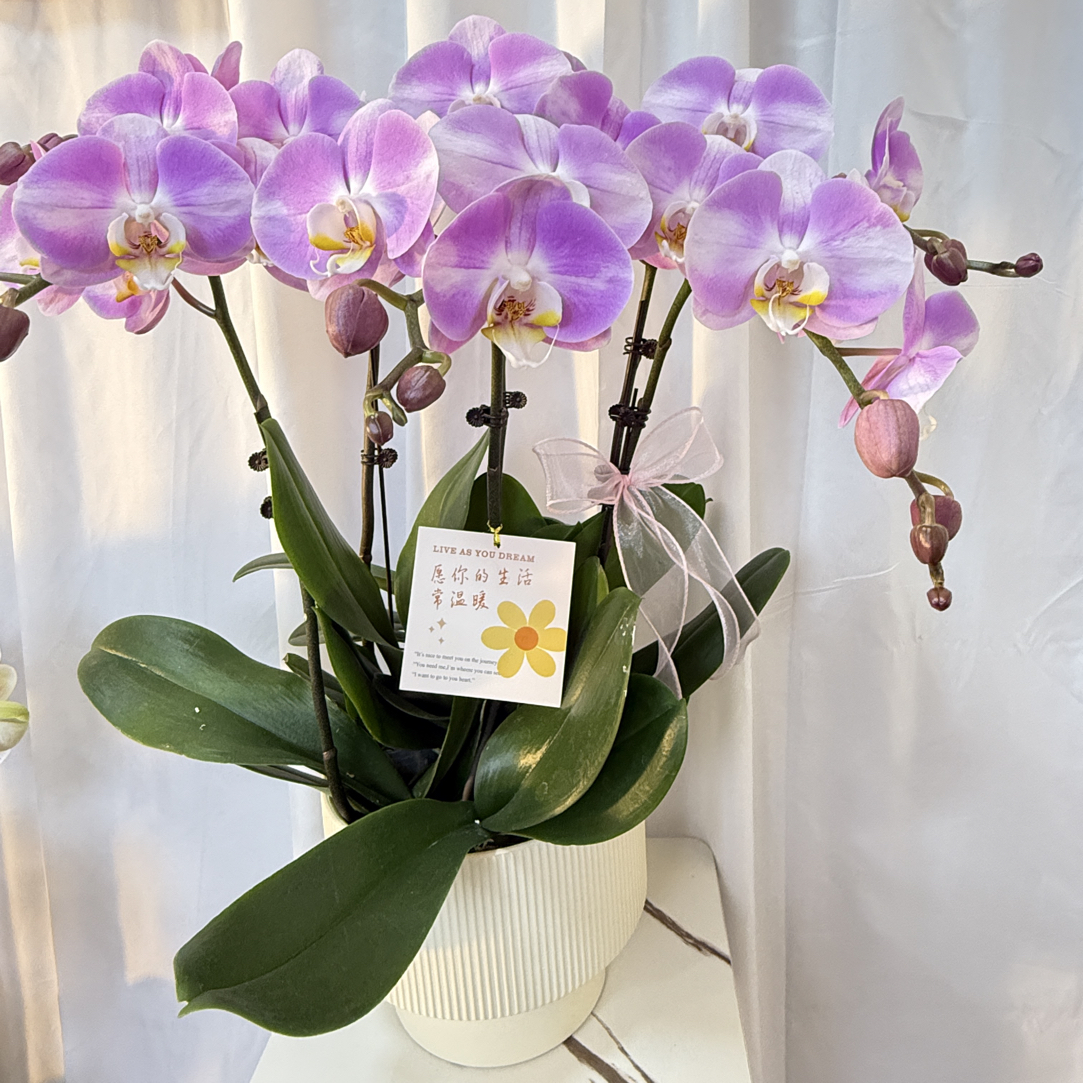 蝴蝶兰《明星》花卉室内绿植好养活阳台清新植物