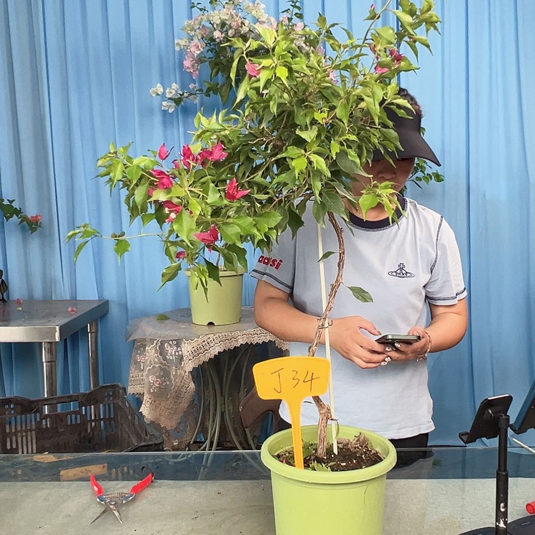 用***8当前无花栽培后可以开花J34酒红桑巴