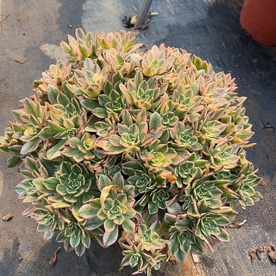 甜茶两棵组合多肉植物81