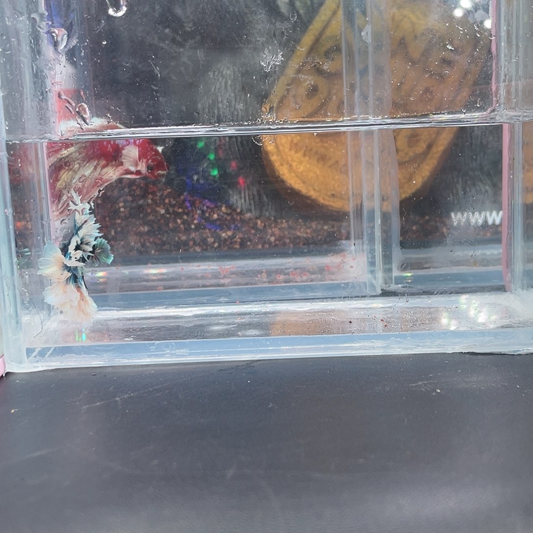 斗鱼22号12晚绣球hmpk