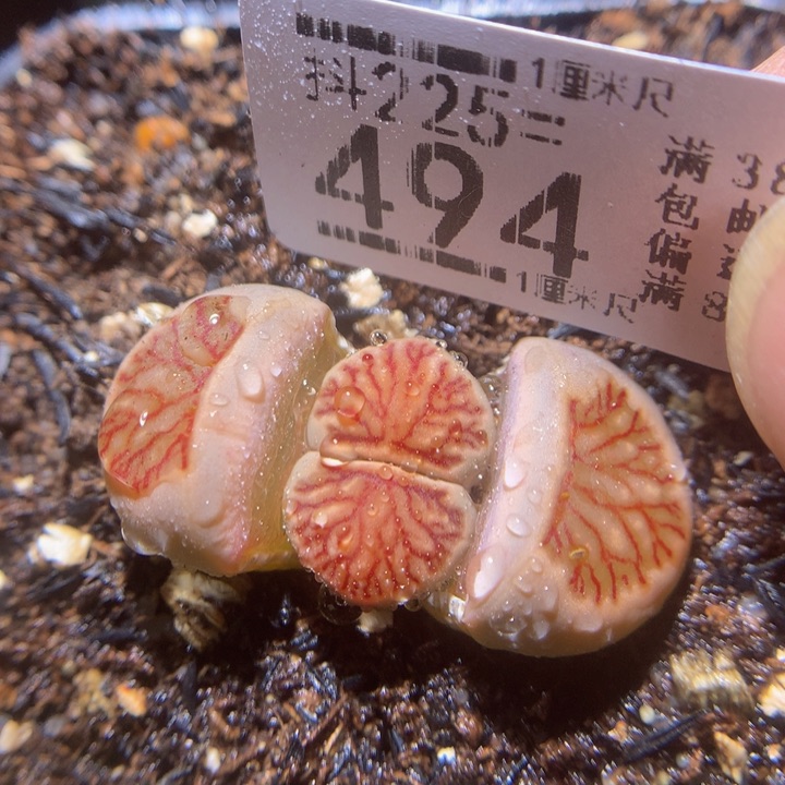 精品生石花225.494