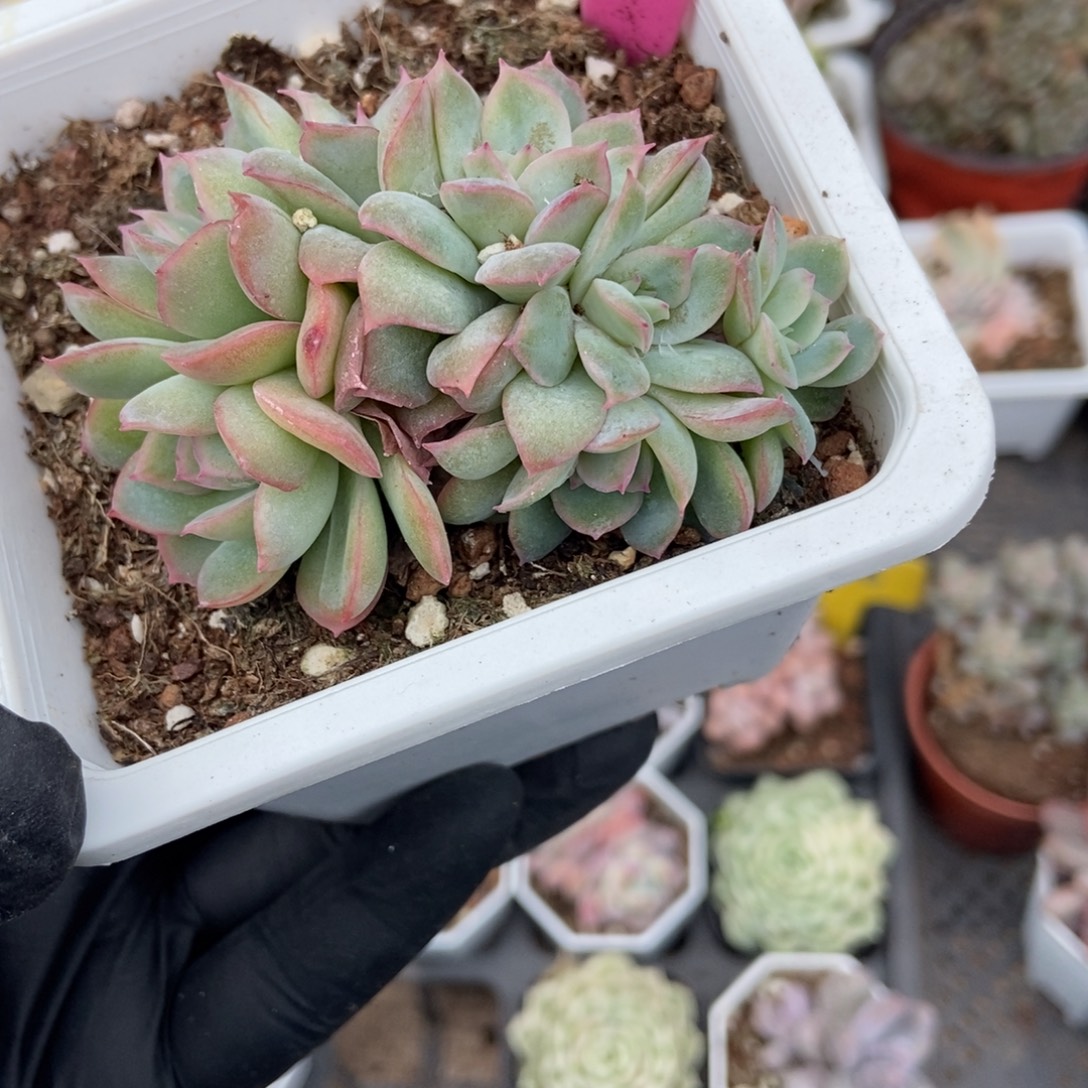 810天使玫瑰多肉植物