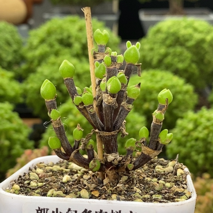去***干枝干兔子8140枝干番杏