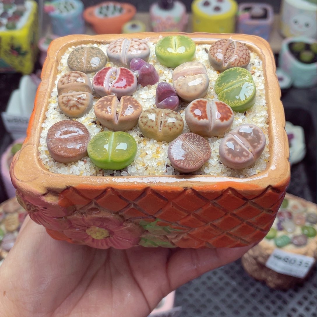 w8038 带盆土发货 -零下地区拍保温箱