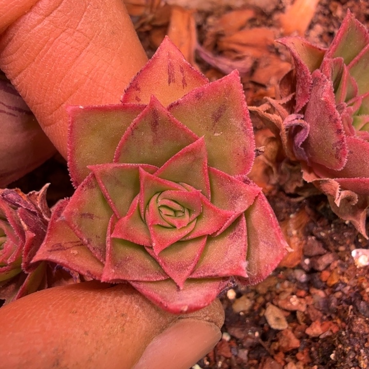 HD607  神秘莲x各种  侧芽量拍