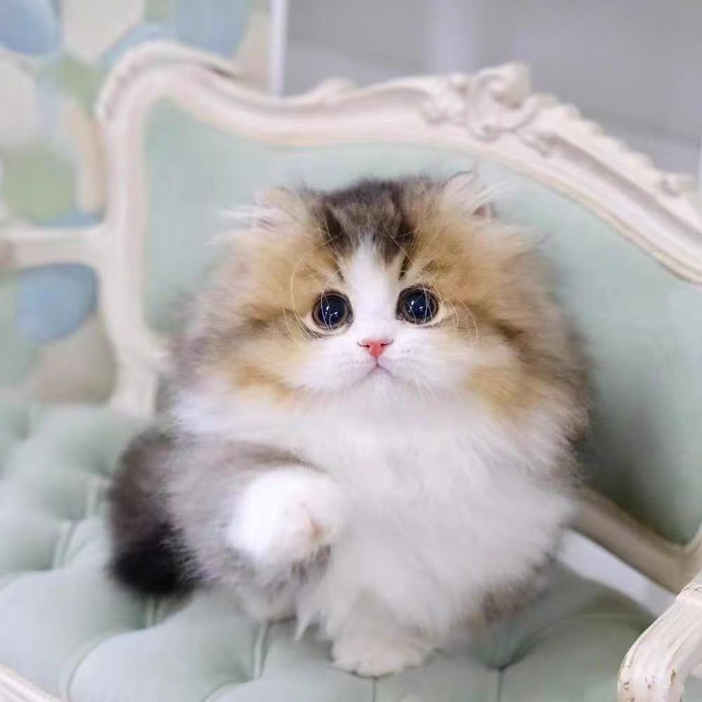 可爱萌宠包子脸金渐层矮脚蓝金紫金长毛米努特猫咪
