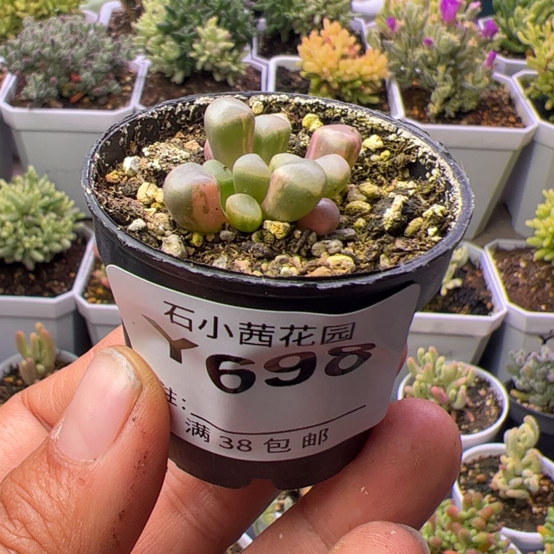 多肉植物五十铃玉锦