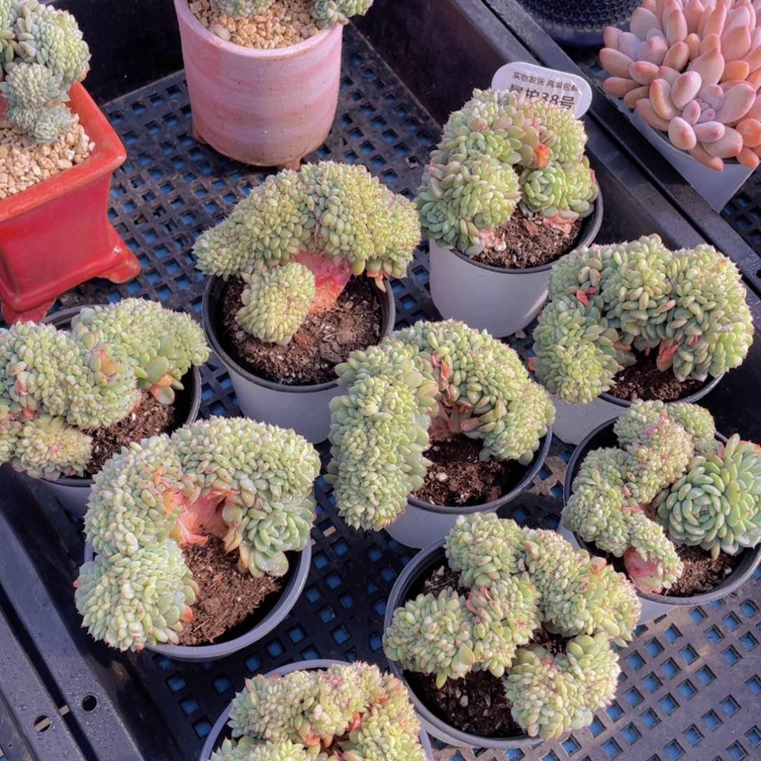 量拍38号白胖子缀化带板子一个