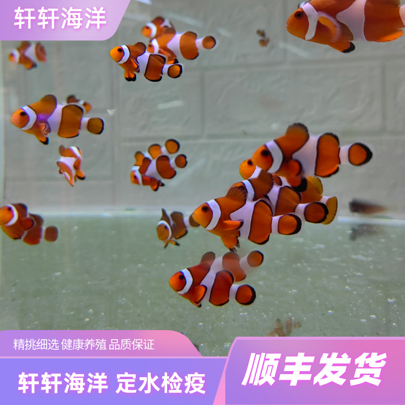 野生公子 请仔细阅读链接详情页里的报损规则下单表示认可