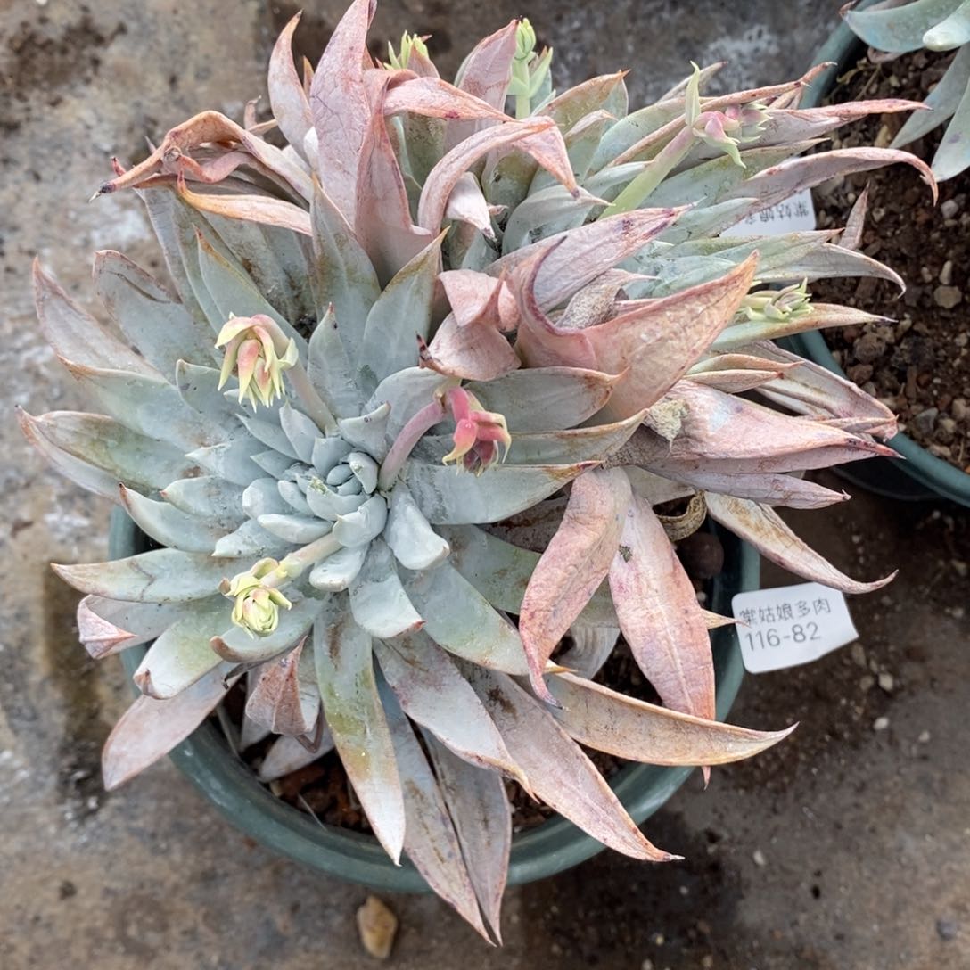 82号雪山群粗腿子