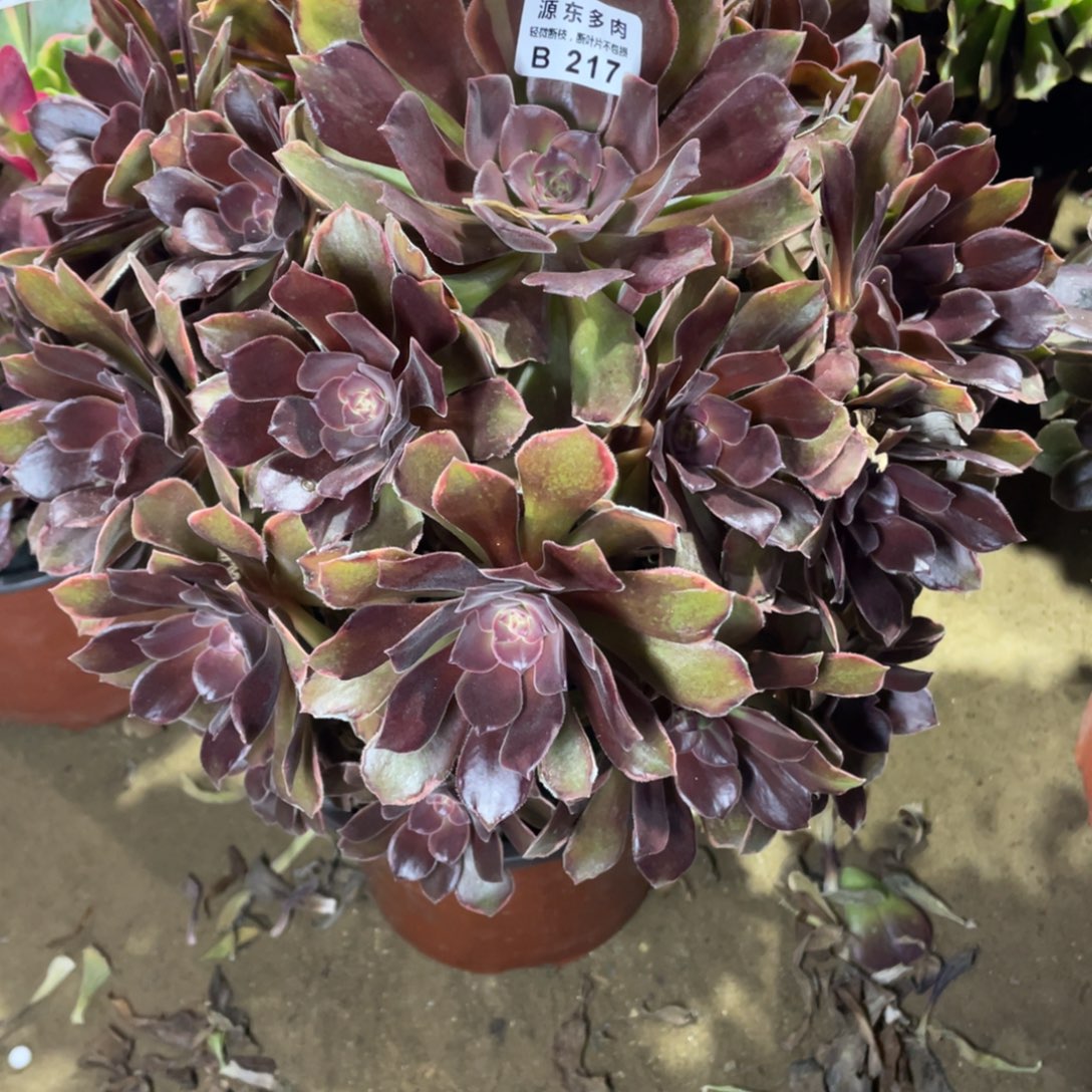 217恶魔多肉法师断枝不包