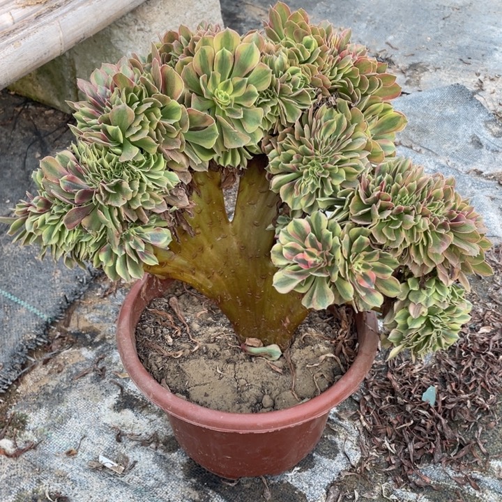 法师老桩缀化斑斓