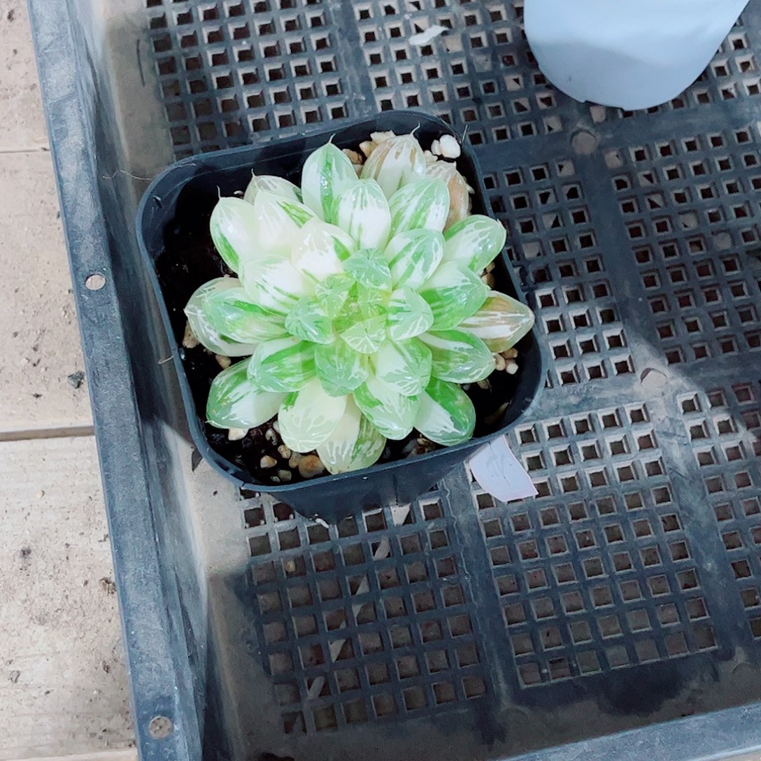 苏州玉露一勿一拍