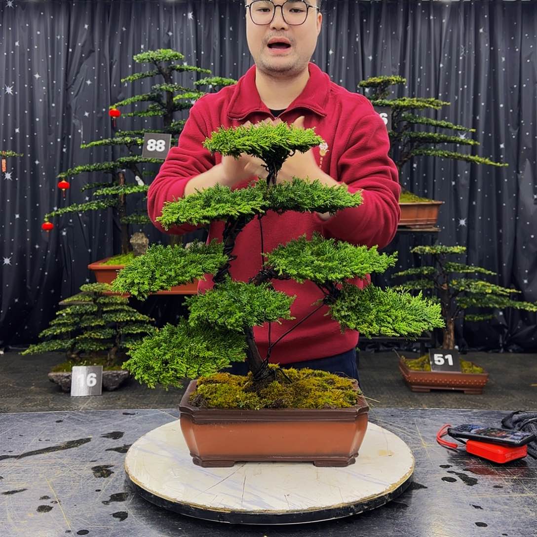 龙爪松高端造型盆景