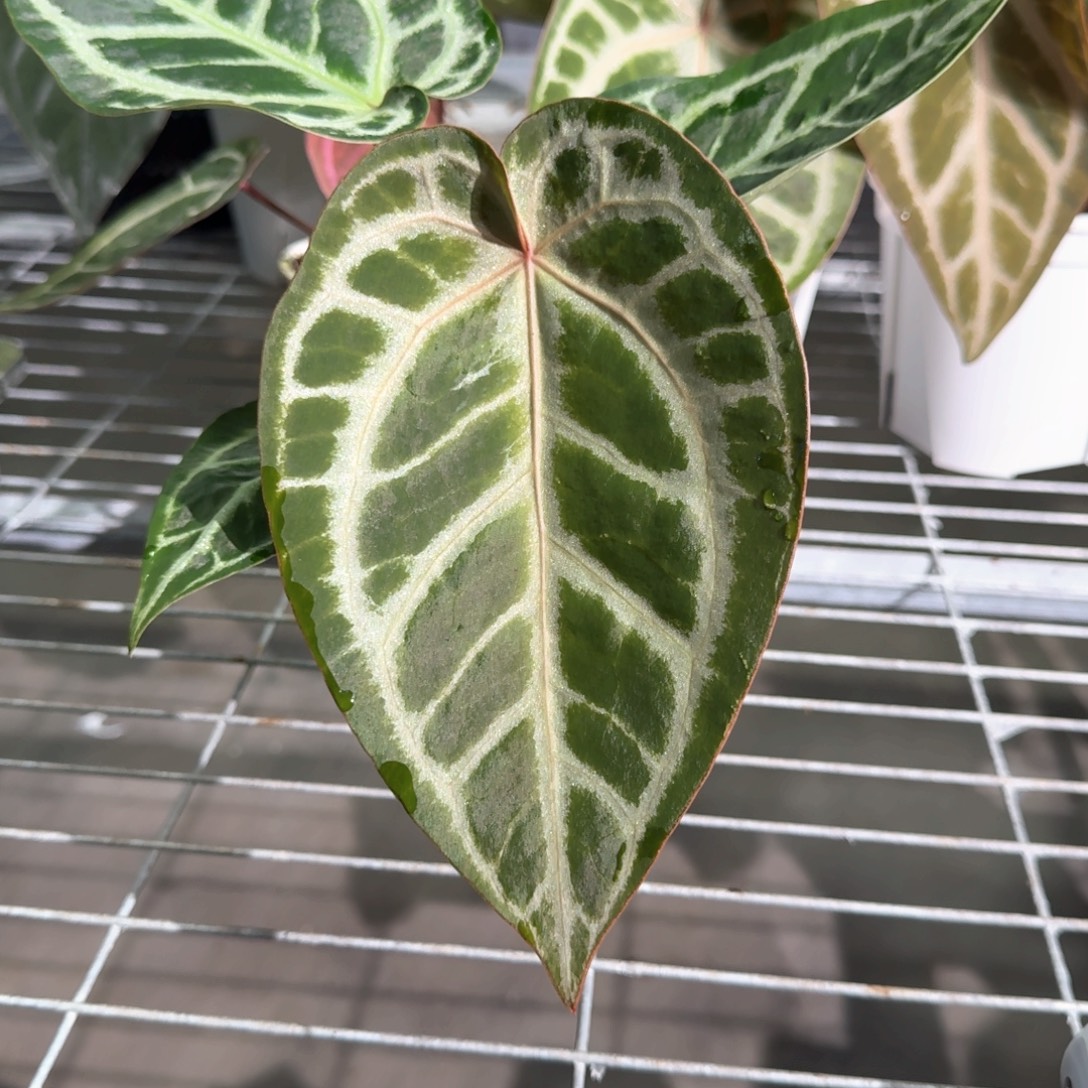 不开花植物1899 银红银