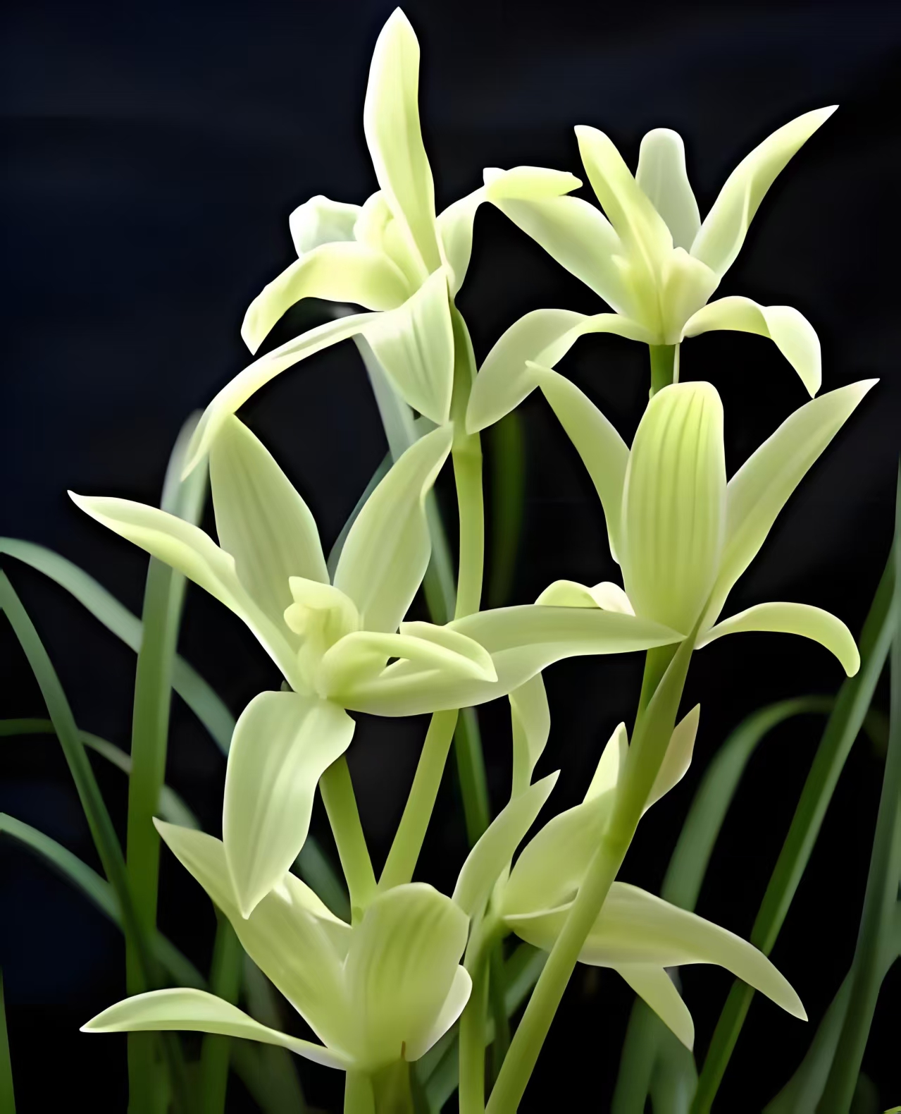 奇花素    莲瓣兰奇花的代表作