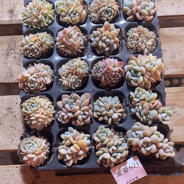 直播福利一物一拍571