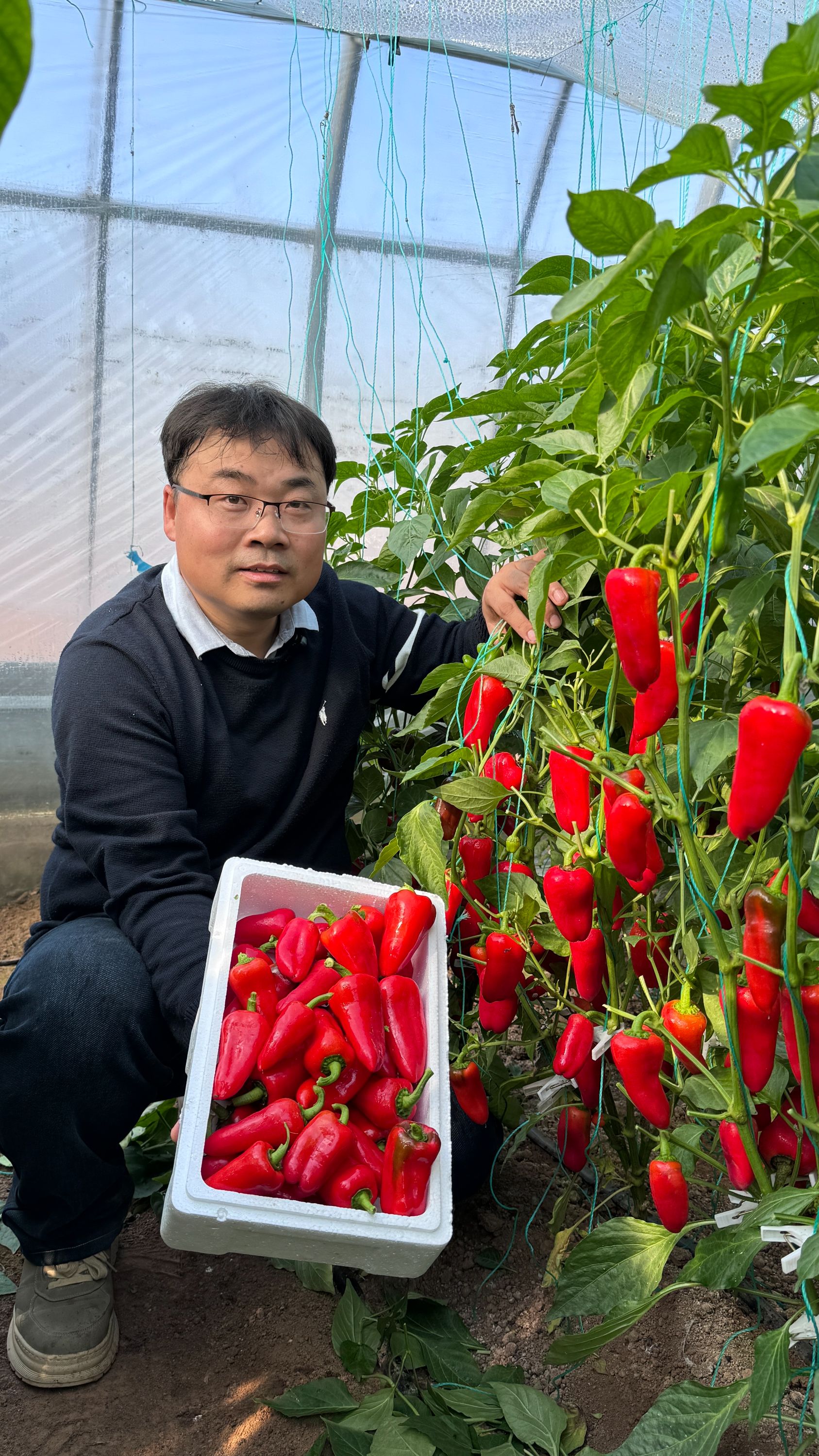 豫艺豫甜红  水果辣椒种子 甜椒 生吃水果辣椒种子 100粒装