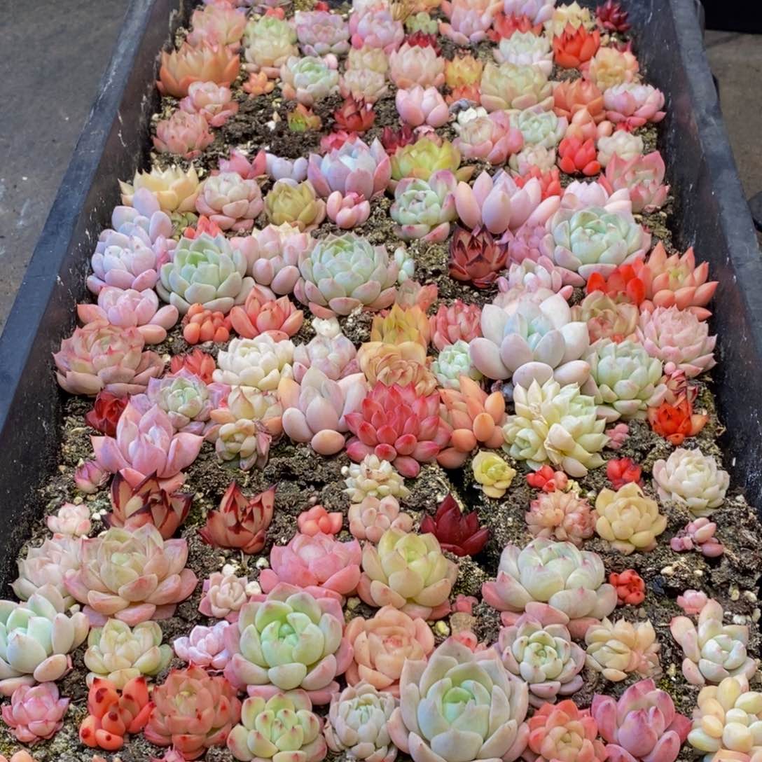 340多肉植物保护研究所所长助理