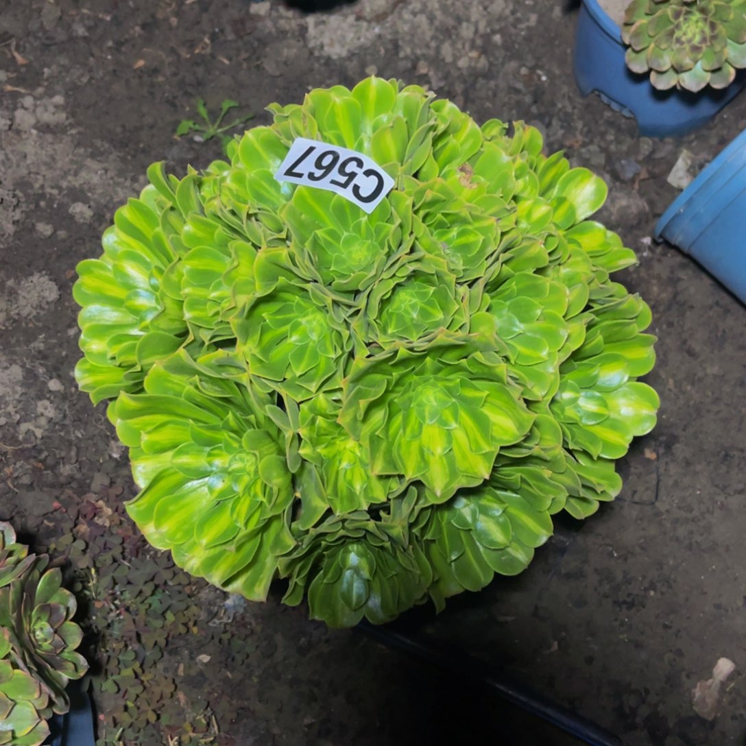 二代翡翠16////-35包邮