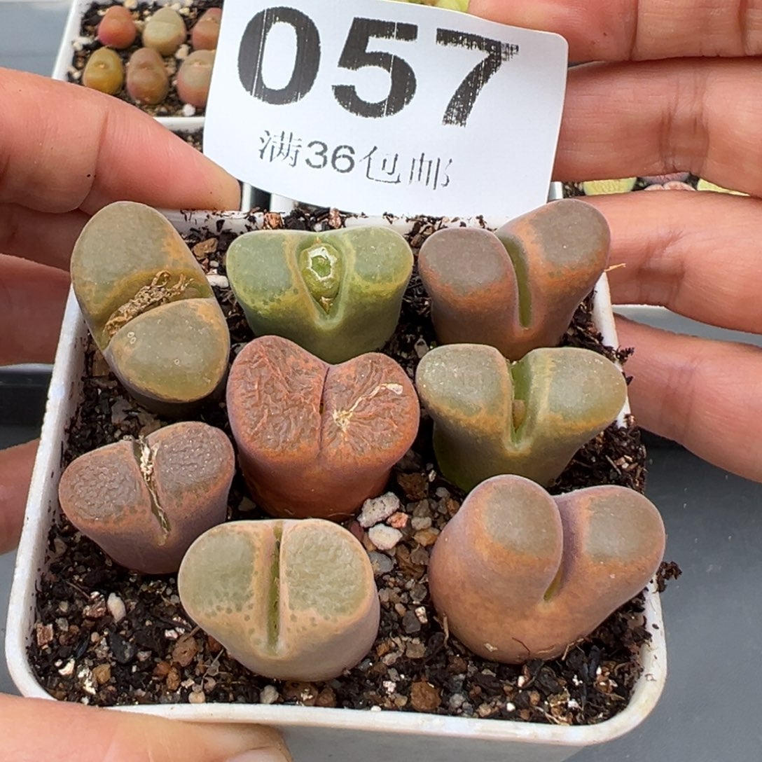 1.21好看的多肉057