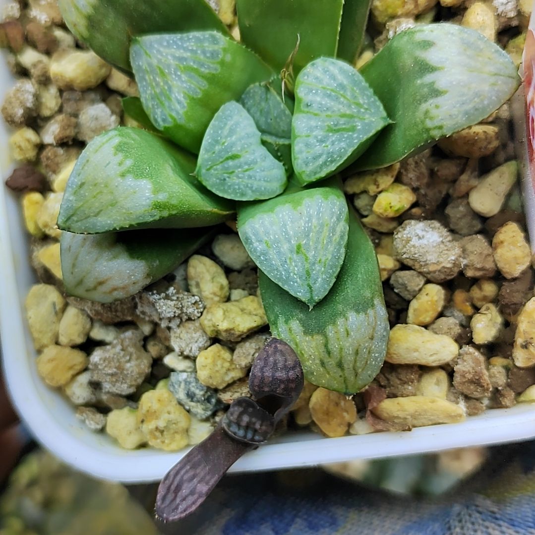 184号实生白夜寿 6厘米左右一物一拍带盆