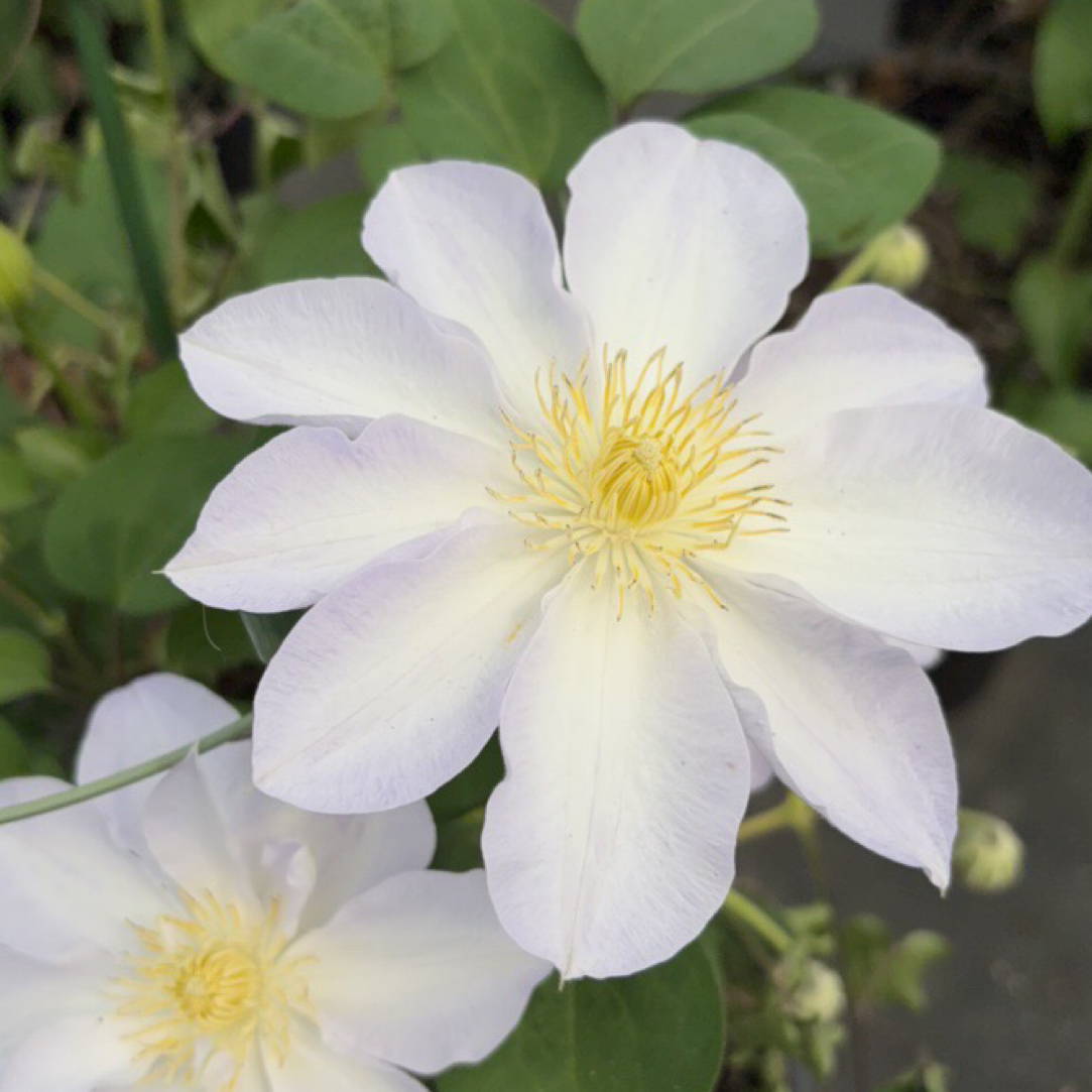 铁线莲大苗两加仑二类早花大花组银河