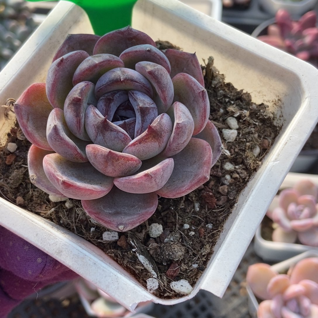 988黑橙多肉植物多肉