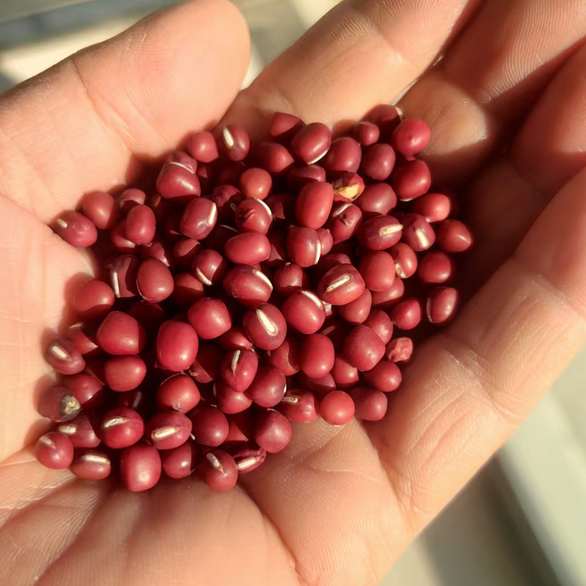 敖汉旗农家种植红小豆净重2-4斤