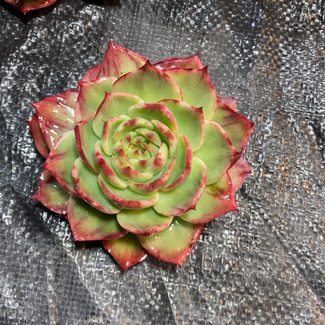 零***)惊鸿仙子一物一拍