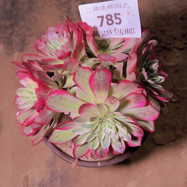 785海王多肉植物老桩