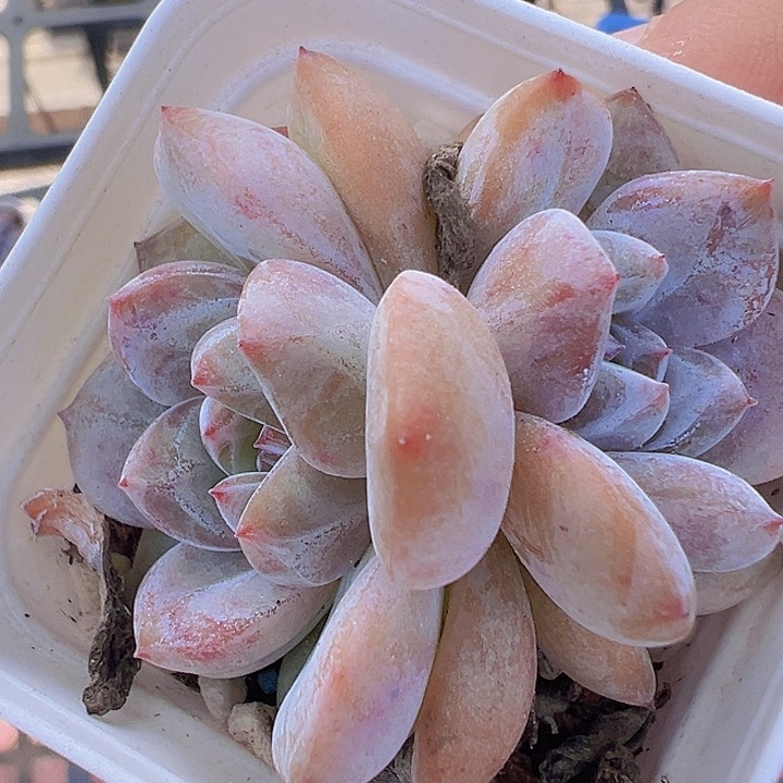 梦绒杂精品多肉植物
