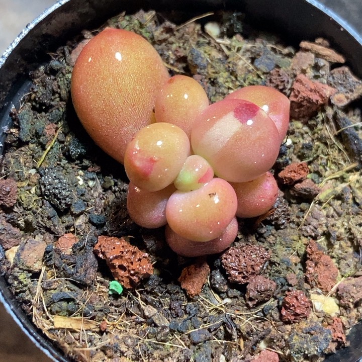 Q****y潘朵拉锦多肉植物